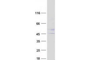 Validation with Western Blot (B3GNT2 Protein (Myc-DYKDDDDK Tag))