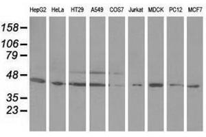 Image no. 2 for anti-Ornithine Decarboxylase 1 (ODC1) antibody (ABIN1499910) (ODC1 antibody)