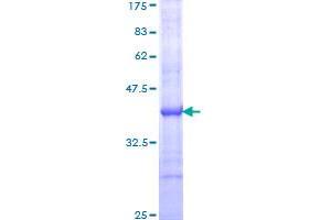 PTGS1 Protein (AA 26-125) (GST tag)