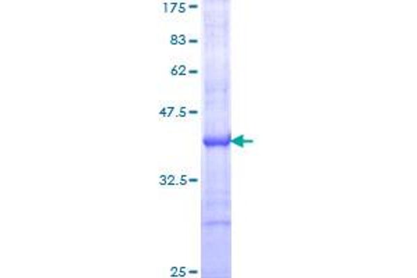 PTGS1 Protein (AA 26-125) (GST tag)