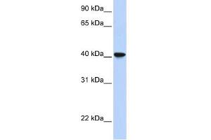 WB Suggested Anti-SIGLEC6 Antibody Titration:  0. (SIGLEC6 antibody  (Middle Region))
