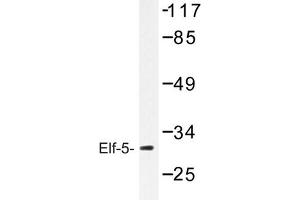 Image no. 1 for anti-E74-Like Factor 5 (Ets Domain Transcription Factor) (ELF5) antibody (ABIN272261) (ELF5 antibody)