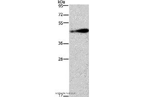 Western blot analysis of 231 cell, using AGER Polyclonal Antibody at dilution of 1:750 (RAGE antibody)