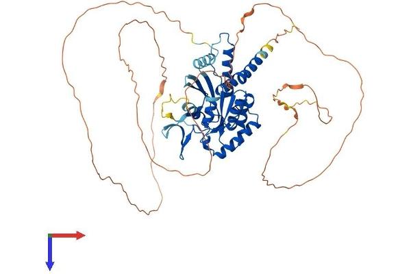 Septin 9 Protein (SEPT9) (AA 1-583) (His tag)