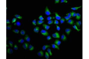 Immunofluorescence staining of Hela cells with ABIN7167390 at 1:100, counter-stained with DAPI. (rala antibody  (AA 1-203))