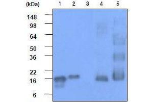 Western Blotting (WB) image for anti-Synuclein, alpha (SNCA) (AA 119-140) antibody (ABIN317562) (SNCA antibody  (AA 119-140))