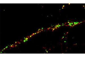 Immunostaining of a rat hippocampus neuron with anti-GRIP (dilution 1 : 100; red) and anti-synapsin 1 (, dilution 1 : 500; green). (GRIP1 antibody  (AA 662-769))