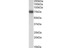 AP23751PU-N IRF2BP1 antibody staining of HepG2 lysate at 0. (IRF2BP1 antibody  (Internal Region))