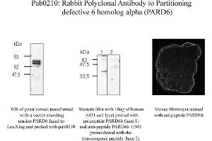 Image no. 1 for anti-Par-6 Partitioning Defective 6 Homolog beta (PARD6B) (N-Term) antibody (ABIN347091) (PARD6B antibody  (N-Term))