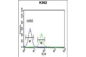 PLA2G4B Antibody (Center) (ABIN651112 and ABIN2840078) flow cytometric analysis of K562 cells (right histogram) compared to a negative control cell (left histogram). (PLA2G4B antibody  (AA 396-424))