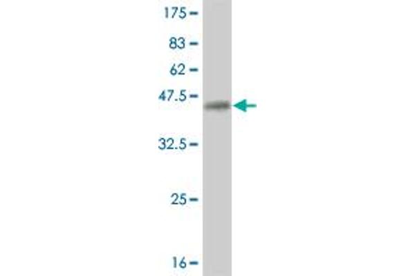 HMX2 antibody  (AA 125-224)