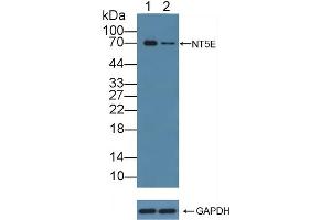 Western Blotting (WB) image for anti-5'-Nucleotidase, Ecto (CD73) (NT5E) (AA 48-527) antibody (ABIN7443008)