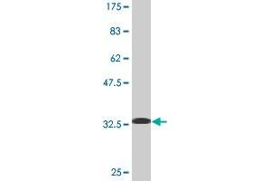 Western Blotting (WB) image for anti-Lamin B1 (LMNB1) (AA 107-186) antibody (ABIN517542)