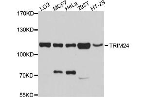 Western blot analysis of extracts of various cell lines, using TRIM24 antibody (ABIN5999104) at 1/1000 dilution. (TRIM24 antibody)