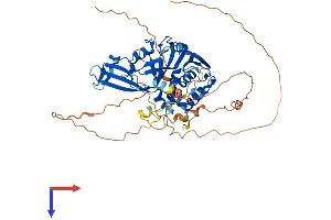AlphaFold protein structure predicition of Human Recombinant USP17L7 Protein, UniprotID P0C7H9 (USP17L7 Protein (AA 1-530) (His tag))