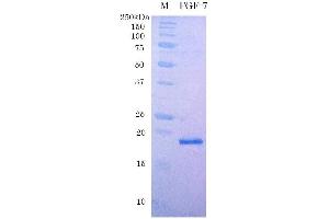 SDS-PAGE (SDS) image for Fibroblast Growth Factor 7 (FGF7) (Active) protein (ABIN2452198) (FGF7 Protein)