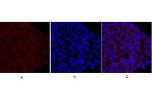 Immunofluorescence analysis of mouse lung tissue. (MEK1/2 antibody)
