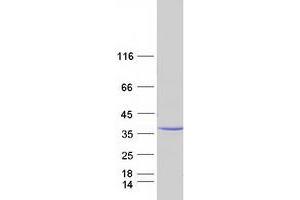Validation with Western Blot (MPZL1 Protein (Transcript Variant 1) (Myc-DYKDDDDK Tag))