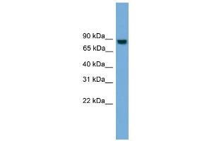 EXOC8 antibody used at 1 ug/ml to detect target protein. (EXOC8 antibody  (N-Term))