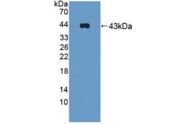 Symplekin antibody  (AA 1-347)