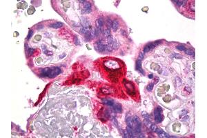 Anti-PTGES antibody IHC of human placenta. (Prostaglandin E Synthase antibody)