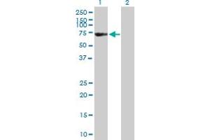 Western Blot analysis of FSD1 expression in transfected 293T cell line by FSD1 MaxPab polyclonal antibody.