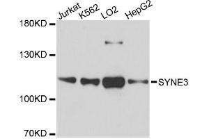 Western blot analysis of extracts of various cell lines, using SYNE3 antibody. (Nesprin3 antibody)