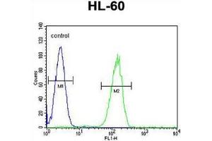 GPR142 Antibody (N-term) flow cytometric analysis of HL-60 cells (right histogram) compared to a negative control cell (left histogram). (GPR142 antibody  (N-Term))