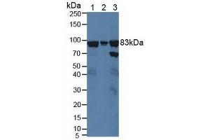 Figure. (X-Ray Repair Cross Complementing 5 (AA 251-732) antibody)