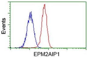 Image no. 4 for anti-EPM2A (Laforin) Interacting Protein 1 (EPM2AIP1) antibody (ABIN1498044) (EPM2AIP1 antibody)