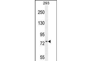 ZN Antibody (N-term) (ABIN654561 and ABIN2844268) western blot analysis in 293 cell line lysates (35 μg/lane).