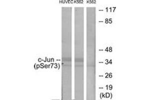Western blot analysis of extracts from HuvEc cells treated with TNF 20ng/ml 5' and K562 cells treated with TNF 20ng/ml 5', using c-Jun (Phospho-Ser73) Antibody. (C-JUN antibody  (AA 40-89))