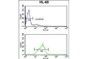 EN2 Antibody (C-term-2) (ABIN391666 and ABIN2841575) flow cytometry analysis of HL-60 cells (bottom histogram) compared to a negative control cell (top histogram).