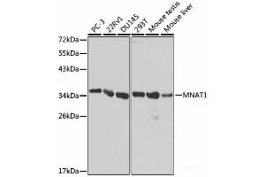 Western blot analysis of extracts of various cell lines using MNAT1 Polyclonal Antibody at dilution of 1:1000. (MNAT1 antibody)