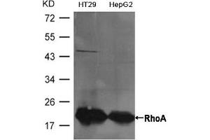 Western blot analysis of extracts from HT29 and HepG2 cells using RhoA Antibody. (RHOA antibody  (AA 180-184))