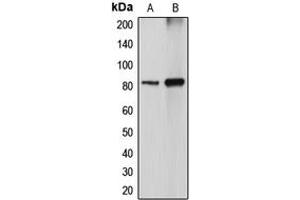 Western blot analysis of DGK alpha expression in MDCK (A), COS7 (B) whole cell lysates. (DGKA antibody  (Center))