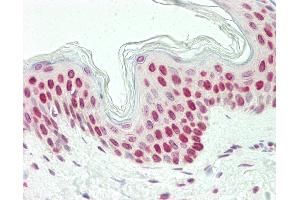 Anti-LHX6 antibody IHC staining of human skin. (LHX6 antibody  (AA 334-363))