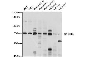 Western blot analysis of extracts of various cell lines, using UNC93B1 antibody (ABIN6292324) at 1:1000 dilution. (UNC93B1 antibody)