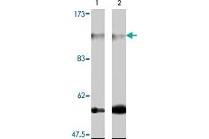 Western blot analysis of extract from 3T3-L1 (lane 1) and NIH/3T3 cells (lane 2) , using Farp2 polyclonal antibody  .