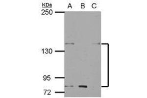 Image no. 1 for anti-Potassium Voltage-Gated Channel, Subfamily H (Eag-Related), Member 7 (KCNH7) (N-Term) antibody (ABIN1494034) (KCNH7 antibody  (N-Term))