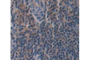 IHC-P analysis of Mouse Tissue, with DAB staining. (Caspase 8 antibody  (AA 219-376))