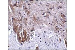 Immunohistochemistry of LRFN1 in mouse brain tissue with this product at 2.