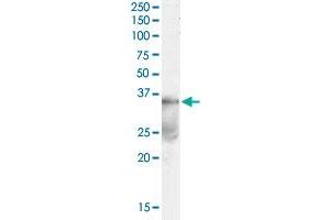 DAZL polyclonal antibody  (0. (DAZL antibody)