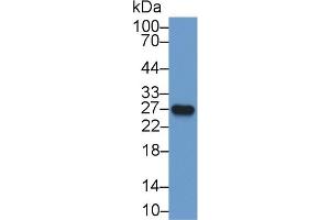 Detection of IL18 in HepG2 cell lysate using Polyclonal Antibody to Interleukin 18 (IL18) (IL-18 antibody  (AA 37-193))