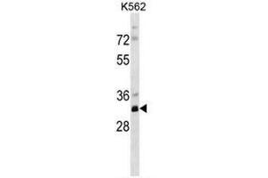 PRPS2 Antibody (Center) western blot analysis in K562 cell line lysates (35µg/lane).
