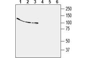 Western blot analysis of human  monocytic leukemia cell line lysate (lanes 1 and 4), human Jurkat T-cell leukemia cell line lysate (lanes 2 and 5) and human  breast adenocarcinoma cell line lysate (lanes 3 and 6):1-3. (EPH Receptor B4 (EPHB4) Peptide)