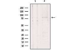 Western blot analysis of extracts from Hela, using SLCO1A2 Antibody. (SLCO1A2 antibody  (Internal Region))
