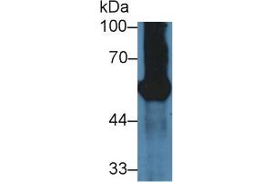 Western Blot; Sample: Mouse Pancreas lysate; Primary Ab: 3µg/ml Rabbit Anti-Mouse GP2 Antibody Second Ab: 0. (GP2 antibody  (AA 301-506))