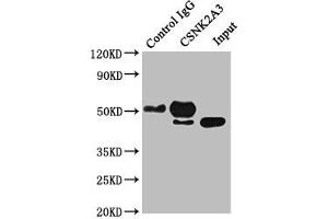 Immunoprecipitating CSNK2A3 in Hela whole cell lysate Lane 1: Rabbit control IgG instead of ABIN7146881 in Hela whole cell lysate. (CSNK2A3 antibody  (AA 151-391))