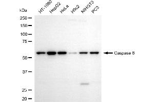 Western blotting analysis using caspase 8 antibody (ABIN7797905). (Caspase 8 antibody)